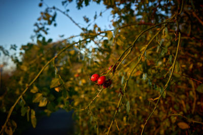 Vibrant autumn foliage in East Lothian, Scotland, creates a colorful woodland backdrop.