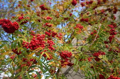 Vibrant autumn foliage in East Lothian, Scotland, showcasing nature's stunning array of colors.