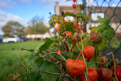 Vibrant autumn colors in scenic East Lothian, Scotland, with leaves, fruits, and a beautiful sky.