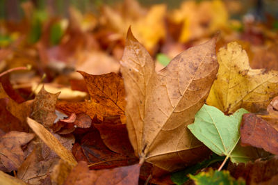 A rustic autumn scene with a vibrant carpet of fallen leaves, capturing the beauty of nature.