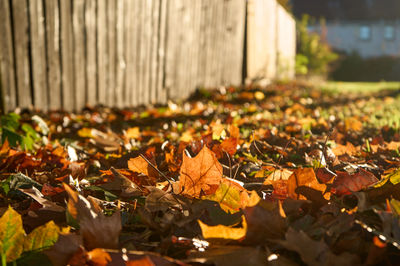 An autumn masterpiece, with vibrant leaves contrasting the wooden fence, creating a warm and serene seasonal atmosphere.