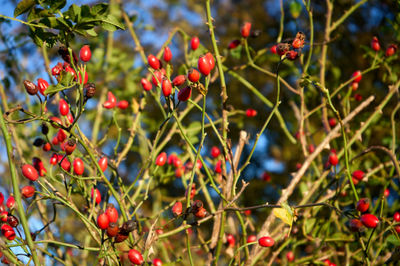 Vibrant autumn colors in East Lothian, Scotland, showcasing nature's beauty with leaves, berries, and flowers.