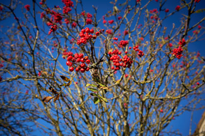 A vibrant tree adorned with red berries stands out against a vivid blue sky