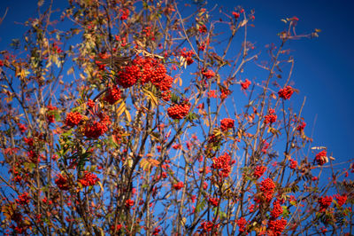 Vibrant red berries adorn a sunlit tree against a vivid blue sky, capturing the beauty of autumn in Scotland.