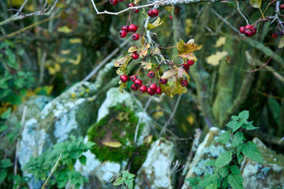 Vibrant autumn foliage in East Lothian, Scotland, showcases nature's stunning array of seasonal colors.