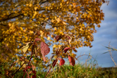 Golden autumn leaves under the bright Scottish sky