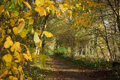 A serene autumn walk among the colorful foliage in East Lothian, Scotland.