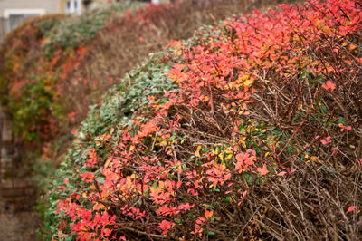 Vibrant autumn foliage in East Lothian, Scotland