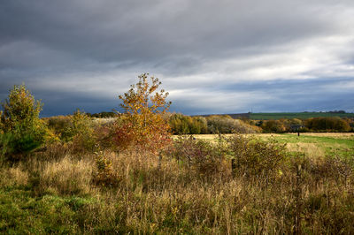 Vibrant autumn colors illuminate the scenic rural landscape of East Lothian under a dramatic cloudy sky.
