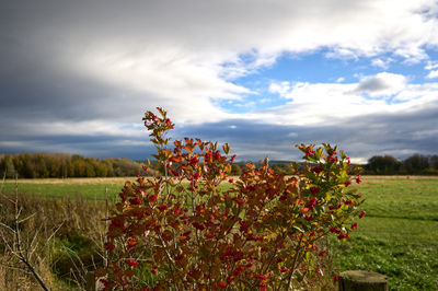 Vibrant autumn colors in a scenic landscape of East Lothian, Scotland
