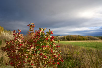 Vibrant autumn colors in East Lothian, Scotland, with picturesque sky and natural landscape.