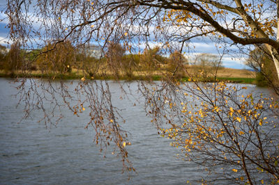 Tranquil autumn scene with a majestic tree and gentle water, evoking a peaceful and introspective atmosphere.