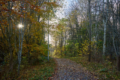 Tranquil autumn stroll through the colorful woodlands of East Lothian, Scotland.