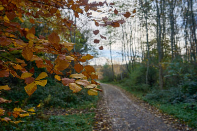 Vibrant autumn foliage creates a stunning natural landscape in East Lothian, Scotland.