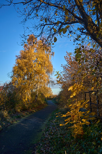 Golden autumn leaves create a stunning natural canopy in East Lothian, Scotland