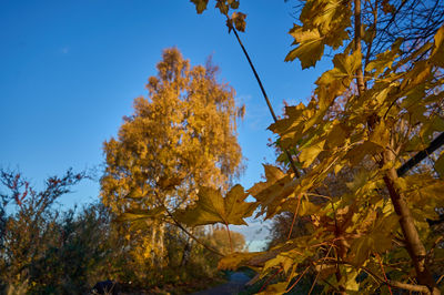 Enjoying the autumn colors in East Lothian, Scotland, amid a vibrant landscape filled with yellow foliage and clear blue skies.