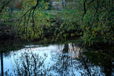 Vibrant autumn colors reflected in a tranquil Scottish waterway, creating a serene and captivating natural landscape.