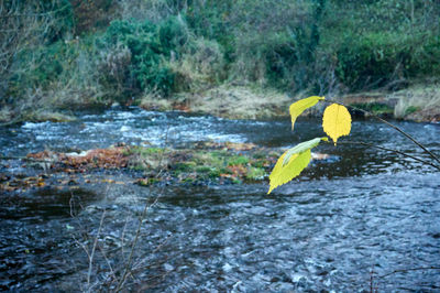 Captivating autumn landscape with vibrant yellow leaves and a serene riverbank.