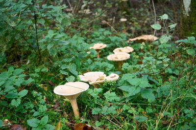 Enchanting forest mushrooms and lush greenery create a tranquil and captivating scene, showcasing the untamed beauty of nature.