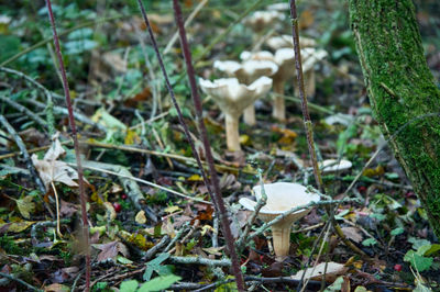 Tranquil woodland scene with mushrooms, moss, and bird, showcasing nature's harmonious coexistence and serene beauty.