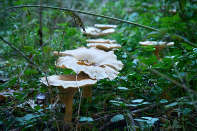 Tranquil woodland scene with white mushrooms and lush foliage encapsulating nature's serene beauty.