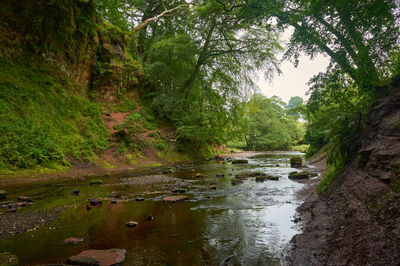 Flowing gracefully through a vibrant and dense green forest, a tranquil river weaves its way amid the lush landscape. Devil’s Pulpit, Finnich Glen - a beautiful moss covered gorge in Scotland