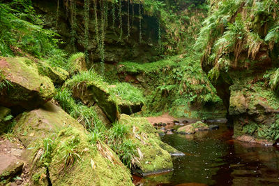 Devil’s Pulpit, Finnich Glen - a beautiful moss covered gorge in Scotland. The gorge, covered in a lush green blanket of moss, envelopes the flowing waters as they wind their way through.