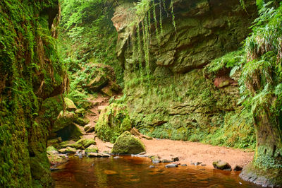 Devil’s Pulpit, Finnich Glen - a beautiful moss covered gorge in Scotland. The scene exudes tranquility and invites one to embrace the beauty of nature in this secluded oasis.