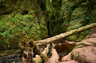 Devil’s Pulpit, Finnich Glen - a beautiful moss covered gorge in Scotland. Surreal landscape