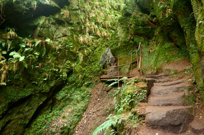 Enchanting moss-covered rock amidst lush Scottish forest, adorned with cascading waterfall and vibrant greenery.