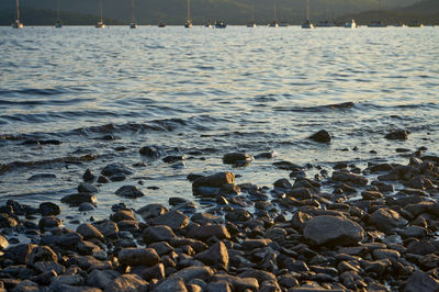 Tranquil shoreline with weathered rocks, a man finds solace while a bird surveys the serene waters,