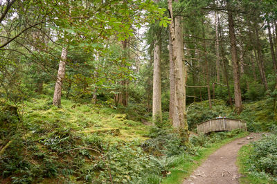 Puck's Glen, Cowal peninsula, Scotland. At the center of the image, a sturdy wooden bridge gracefully spans the path, inviting exploration.