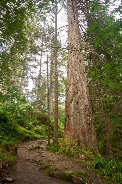 A majestic tree stands tall in a lush forest, with sprawling branches, rich foliage, and a weathered trunk. The forest floor is adorned with a dirt road and vibrant grass.