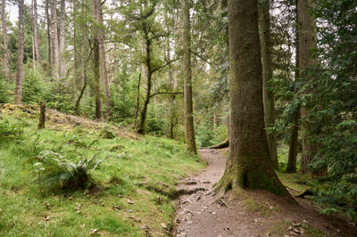 Puck's Glen, Cowal peninsula, Scotland. A serene and enchanting scene unfolds as a path winds through a lush forest, surrounded by towering trees and carpets of vibrant moss