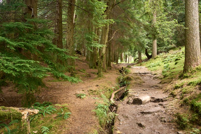 Puck's Glen, Cowal peninsula, Scotland. A picturesque representation of a pathway in the woods, evoking a sense of serenity, tranquility, and the beauty of nature.