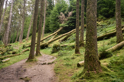 Puck's Glen, Cowal peninsula, Scotland. Majestic trees