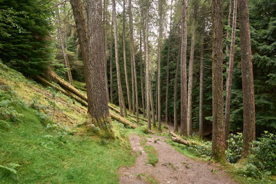 Puck's Glen, Cowal peninsula, Scotland. A footpath down the slope among the trees