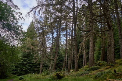 A vast dense forest with towering trees, dappled sunlight, and an earthy scent. Inviting and promising hidden wonders within.