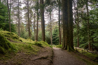 Puck's Glen, Cowal peninsula, Scotland. The image captures a cluster of majestic trees, adorned with a delicate layer of moss, adding an ethereal touch to the surroundings