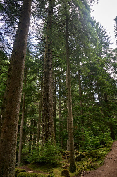 The image shows a dense forest with towering mossy trees and a dirt path winding through it, capturing the mystical beauty of a hidden treasure-filled forest.