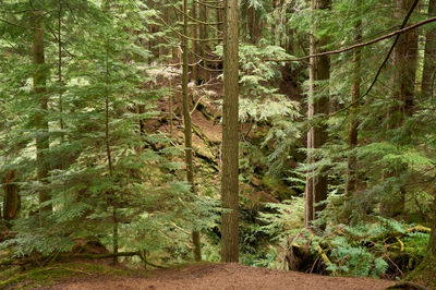 A serene and enchanting woodland scene unfolds as a dirt path meanders through a dense forest, framed by towering trees. Puck's Glen, Cowal peninsula, Scotland