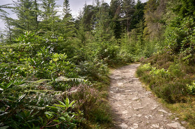 Walking along the Puck's Glen, Cowal peninsula, Scotland