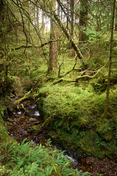 Puck's Glen, Cowal peninsula, Scotland