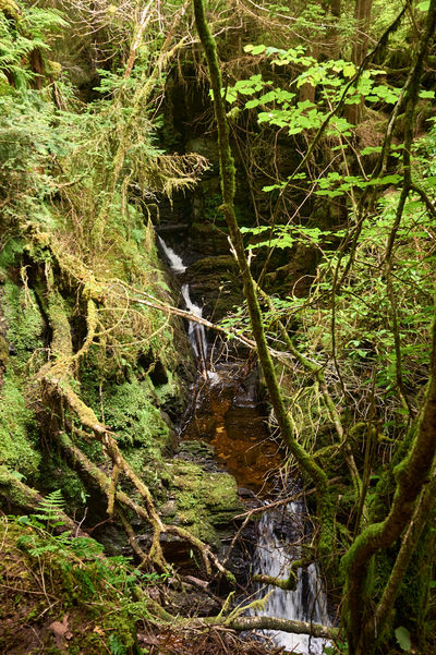 Puck's Glen, Cowal peninsula, Scotland. A stream meanders gracefully through the dense undergrowth, forming little waterfalls