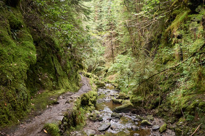 Puck's Glen, Cowal peninsula, Scotland. In a serene mossy forest, a captivating scene unfolds, inviting exploration