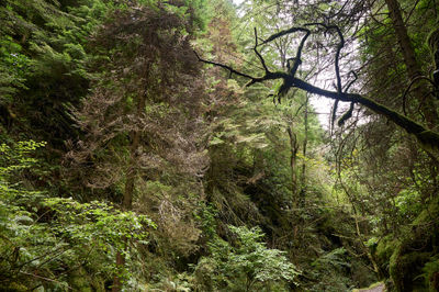 Puck's Glen, Cowal peninsula, Scotland