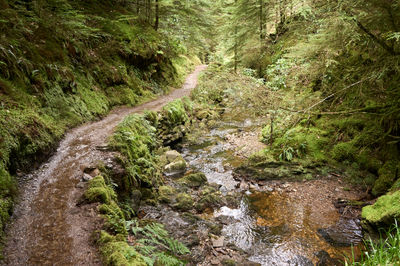 Puck's Glen, Cowal peninsula, Scotland. A river meanders through the mossy landscape, reflecting the harmony of the natural elements.