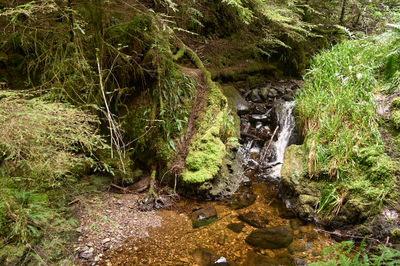 Puck's Glen, Cowal peninsula, Scotland. The centerpiece of the scene is the waterfall, which stands proud and majestic