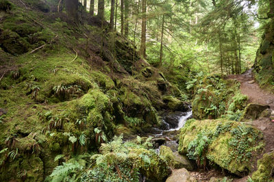 Puck's Glen, Cowal peninsula, Scotland. Glistening moss clings to the rocks lining the stream, adding texture to the tranquil setting.