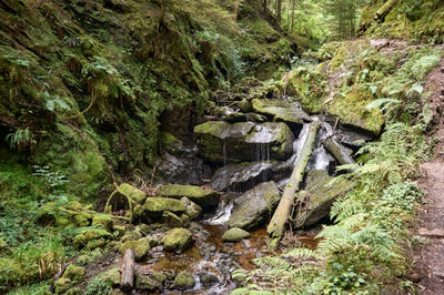 Puck's Glen, Cowal peninsula, Scotland. A cliff covered in the same verdant moss adds to the picturesque scenery